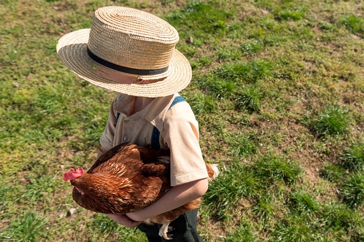 The Glick farm in Pennsylvania - Organic Valley