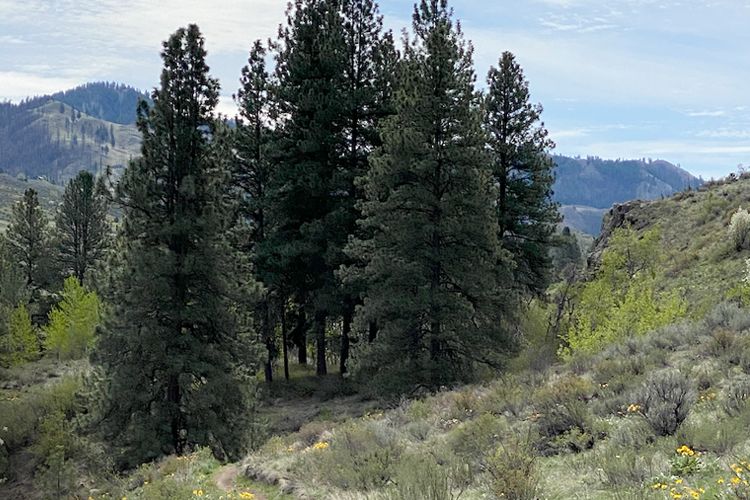 Sustainable Land Trust Mgmt