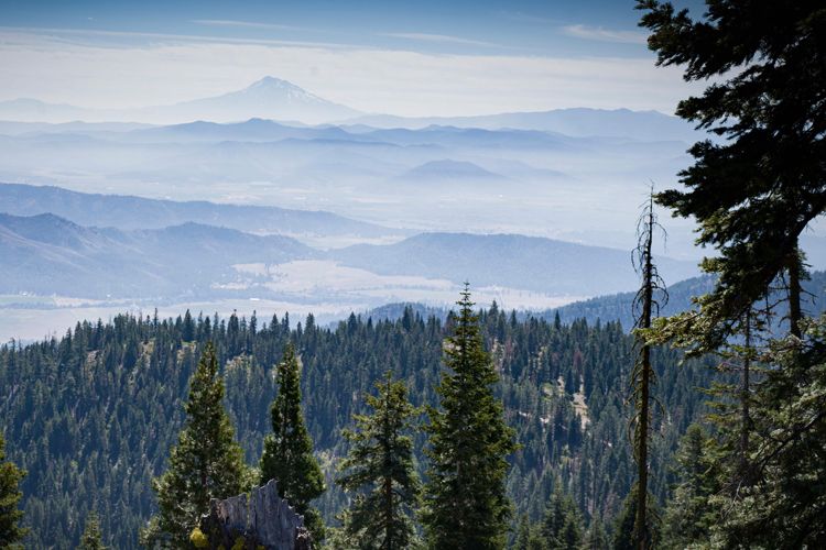 Climate-Smart Forestry from Niche to Mainstream by Bettina Van Hagen EFM