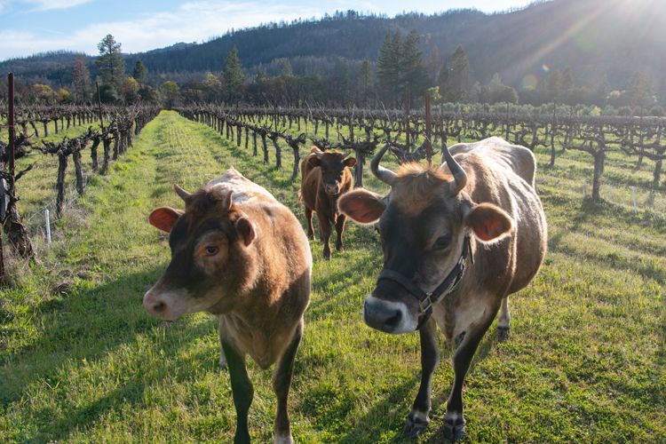 Farming for the Future at Frey Vineyards-Katrina Frey