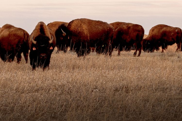 Change the Lending Paradign-a model of success in Native AG Finance by Akiptan