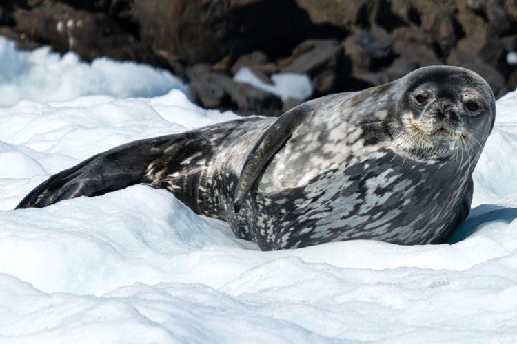 seal on iceberg courtesy of Philippe Cousteau Jr., SeaVoir Wellness
