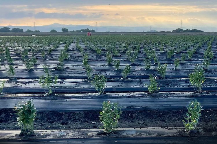 3 Trends Driving the Growth of Organic Ag by Craig Wichner Farmland LP