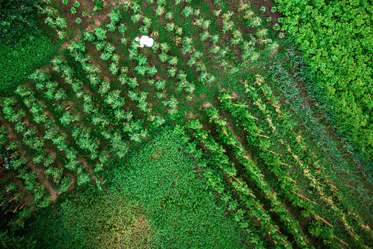 Food and Ag - Finding Sustainble Solutions Old and New