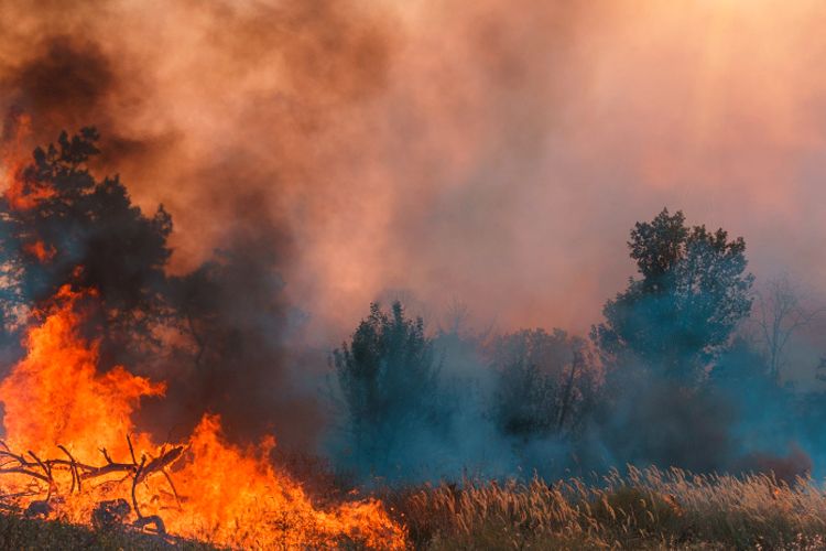 Investing in an Era of Extreme Weather-Parnassus Investments