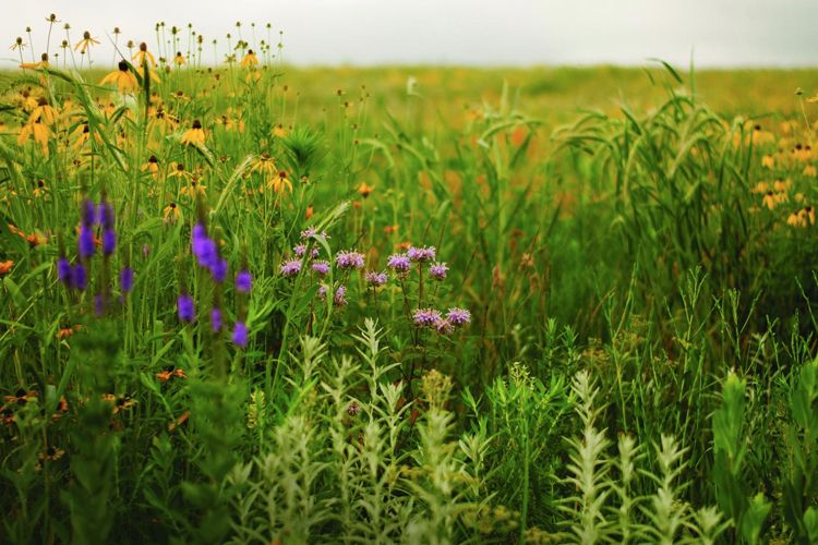 Tallgrass Institute-Connecting Investors to Indigenous Insights and Expertise by Kate Finn