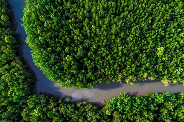 How to Avoid Greenwashing When Choosing ESG Investments by Lori Keith of Parnassus Investments