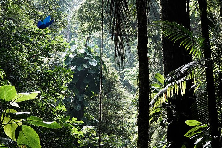 Saving Biodiversity-Investing in Climate Change is Not Enough-by Vicki Benjamin-Karner Blue Capital