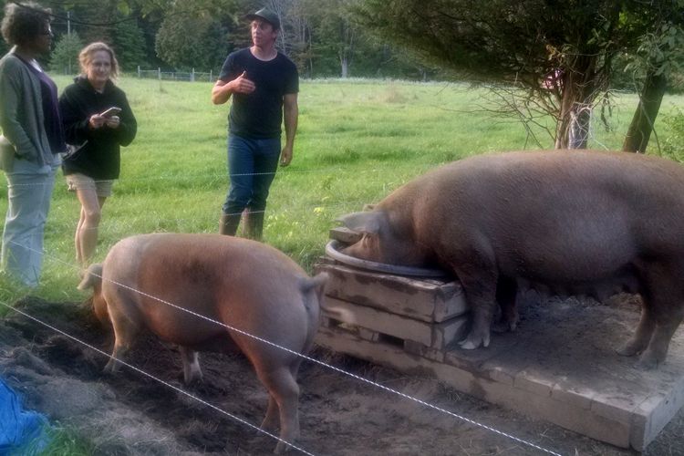 Investing in Local Sustainable Ag and Food by Dorothy Suput-the Carrot Project