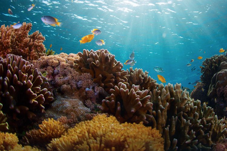Investing in an Ocean Economy by Arturo Tabuenca Blue Marble Investments