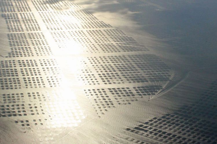 Oceans 2050 Receives Keeling Curve Prize for Pathbreaking Seaweed Carbon work