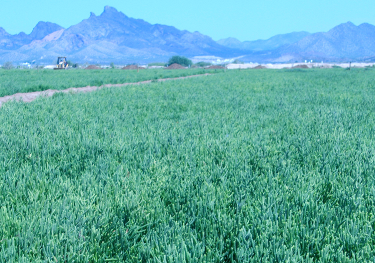 Field of salicornia - GreenMoneyJournal.com