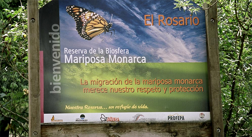 El Rosario Mariposa Monarca - Epler Wood Int - GreenMoney Journal