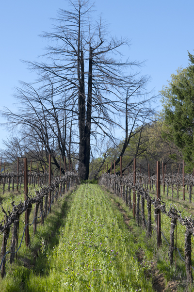 Cover crop seeds are planted every fall between the dormant grape vines-Frey Vineyards