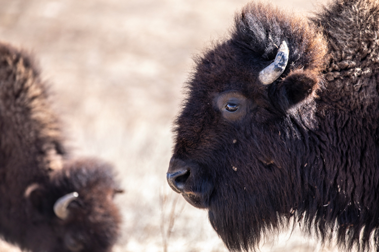 Regeneration the Land and Native Communities with Bison-photo by Erika Larsen