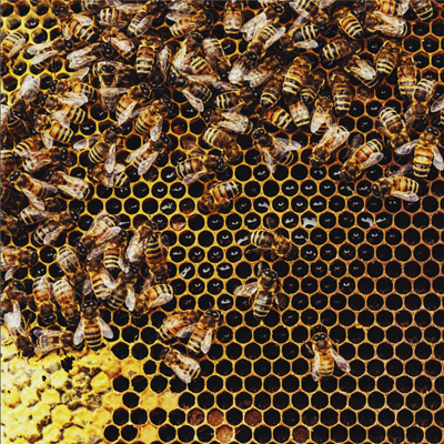 bees and comb