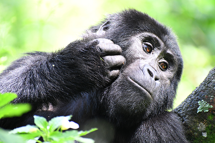 Bwindi Impenetrable Forest Uganda-by John S. Adams