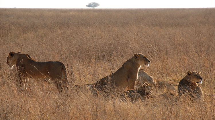 Lions in Tanzania-by John S. Adams