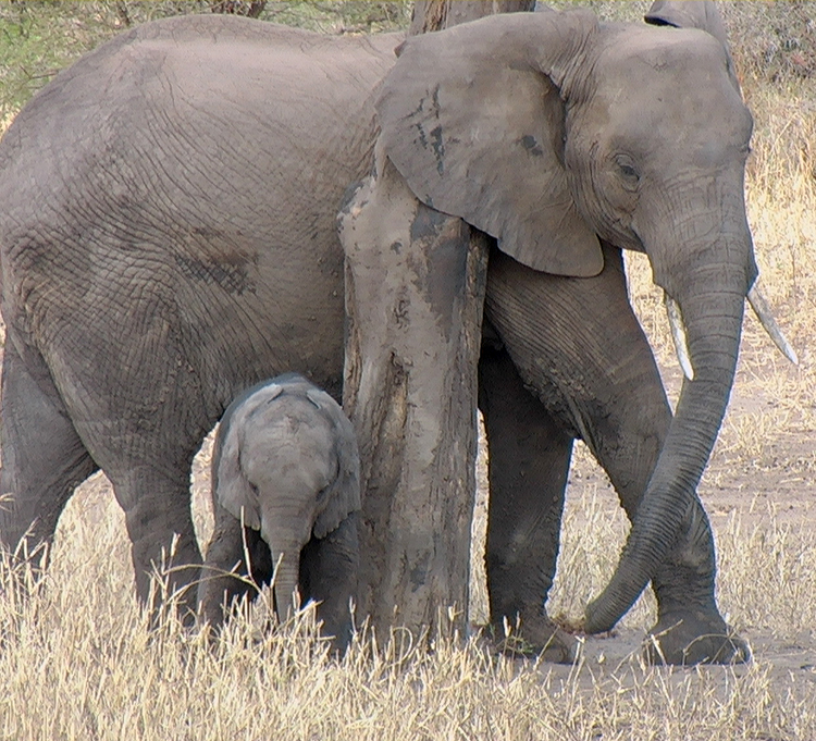 Tanzania Elephant momma and baby-by John S. Adams