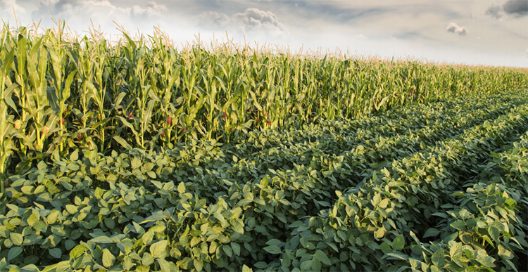 By 2025 widespread adoption of climate-smart AG practices would reduce US GHG emissions from 9.9 to 3.8 percent