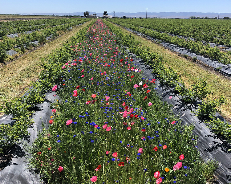Blueberries with pollinator habitat wildflowers every seven rows