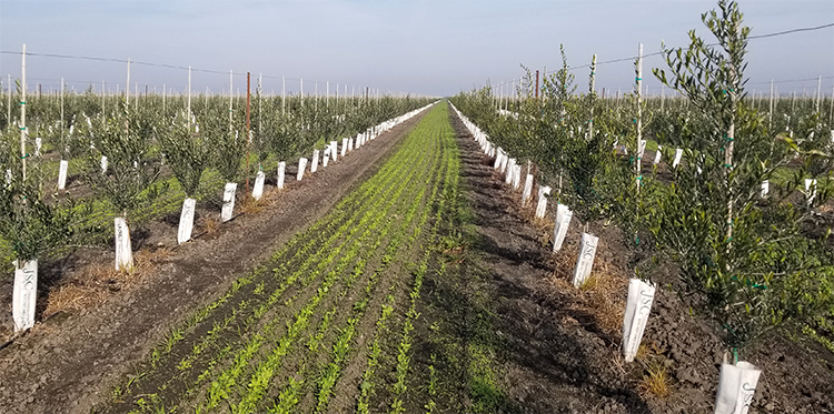 Olive tree farm, very drought tolerant at Burns Farm-courtesy of Farmland LP