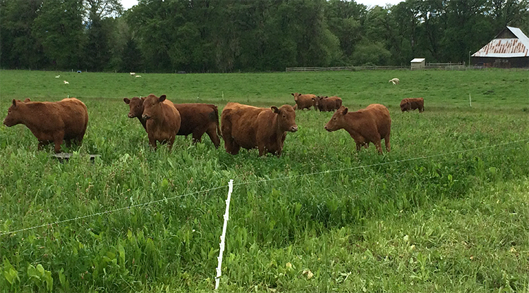 Rotational Grazing-Farmland LP