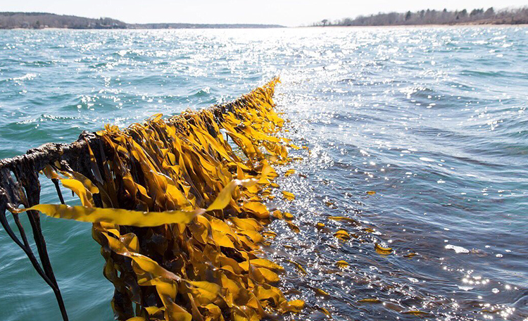 Atlantic Sea Farms - 1