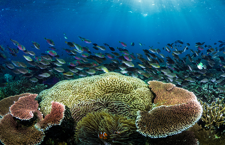 Coral and School of Fish - photo by Morgan Bennett-Smith