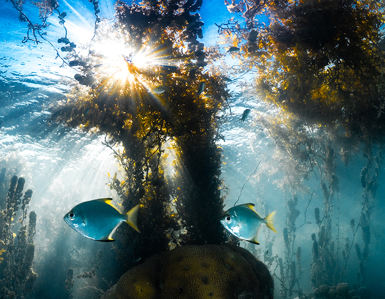 Kelp Forest and Fish - photo by Morgan Bennett-Smith