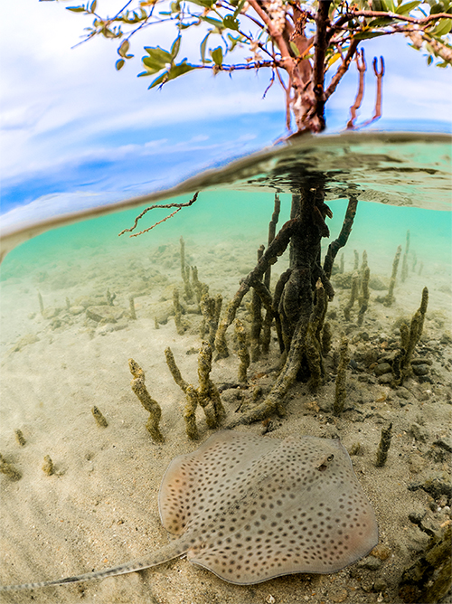 Mangrove and spotted ray - photo by Morgan Bennett-Smith