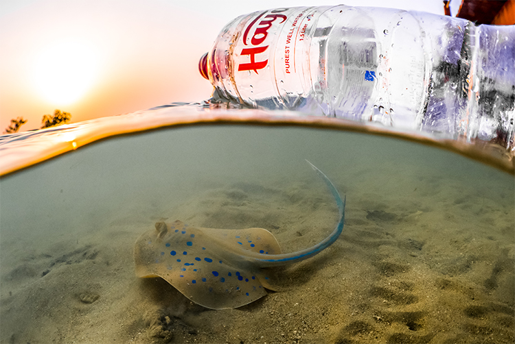 Plastic pollution and Ray - photo by Morgan Bennett-Smith