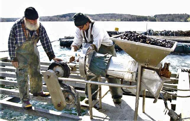 Seeding mussel rope with biodegradable cotton - Pemaquid Mussel Farms