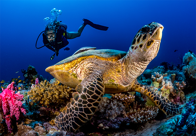 Turtle and diver - photo by Morgan Bennett-Smith