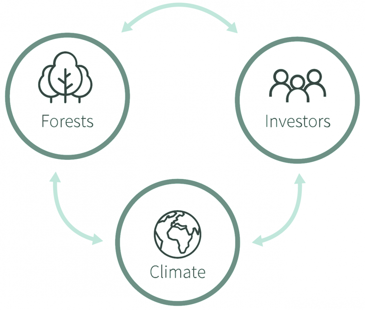 Domini Forest Project triad