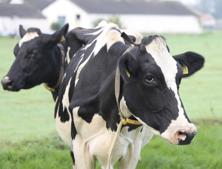 Photo by Megumi Nachev - Unsplash