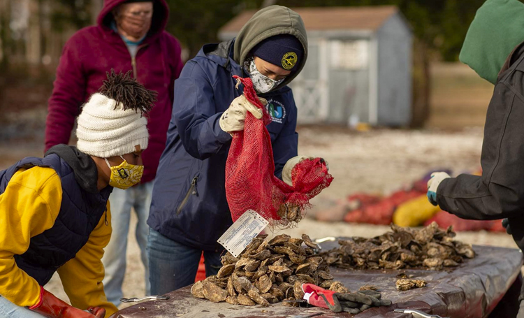 Volunteers count oysters in Port Republic, NJ for SOARs reef restoration