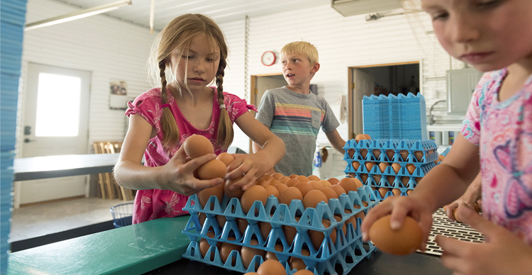 Yost family members put eggs in crates on their Organic Valley Colorado farm