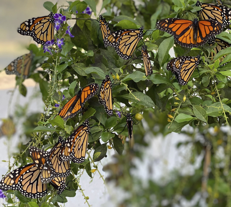 Monarchs at Euchee Butterfly Farm